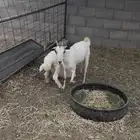 عرض عنز مع رخال روم وسلم شرط فل شحم