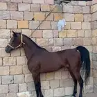 حصان