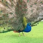 جوز طاووس كبير
