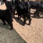 البيع تيوس