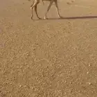للبيع البكره باتليه توها مفروده