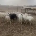 للبيع حريات 70 بفحلها الفحل صنف دفيع مقاريب