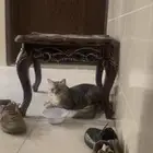 قط ضايع