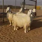 معزاء عدد 4