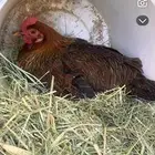 دجاجه فري عليه بيض