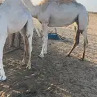 بكره حقه وضحى