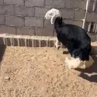 ذبيحه رخل نجديه مقفله