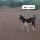 تيس هولندي للبيع