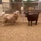 عنزين قزم استيراد