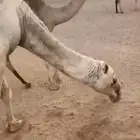 قعود أوضح فاخر مشروع فحل