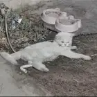 قطوة بيت ضايعه