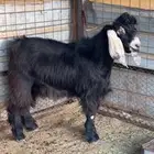 تيس فحل عارضي