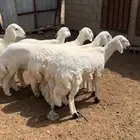 رخال صنففف تم البيع