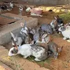 ارانب للبيع بالجمله والتفريد