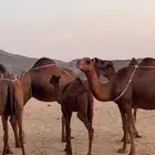 خلفات سواحل