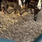 تيوس عوارض