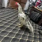 دجاج سندي فاخر