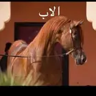 فرس شخيه بنت مستر ايمج