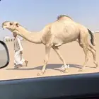 بعير اشقح باتلي