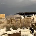 تيوس وجفار