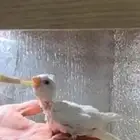 فرخ كروان ( كوكتيل ) البينو عيون حمر(تم البيع) شمال الرياض