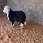 نجدي خاروف 1 رخال 1 شرط