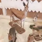 تحف فنيه محنطه نوادر