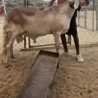 فحل درماني
