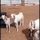 تيوس وجفار جنوبي وعارضي