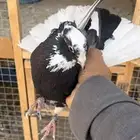 حمام قطيفي للبيع