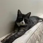 قط ذكر عمره 10 شهر