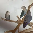 زوج روز منتج