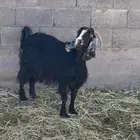 عنز توها سديس