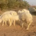 ثلاث حريات معها ثلاث سليمات السن تامات