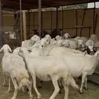 ضان حرش مراح دفيع تولد