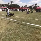 مدرب كلاب بالمنزل