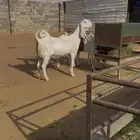 معزا نوادر (( لعشاق النوادر ))