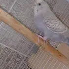 طيور للبيع