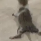 قطط ترضع تحتاج ام ترضعهم
