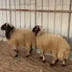 خرفان
