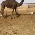 للبيع بكرة مجهم