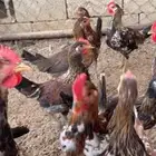 للبيع دجاج ماكنتوش دم صافي