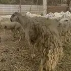 تم البيع