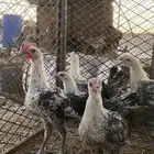 دجاج العدد 11 الصحه شرط الموقع الدوادمي