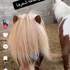 ابحث عن سيسيات للبيع