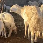 فحل مشروط صنف