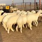 رخال حريات جذعات