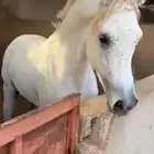 حصان واهو جمال فاخر