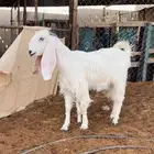 معزاء مطورات متابيع