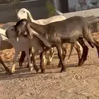 5 رخال سواكن خصم